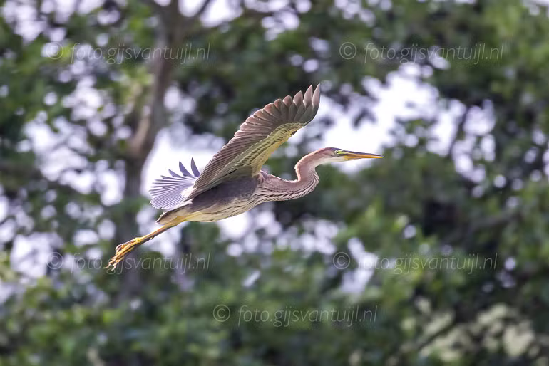 2025_07_22 Munnikenland oa Purperreiger